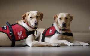 Autism Assistance Dogs Ireland